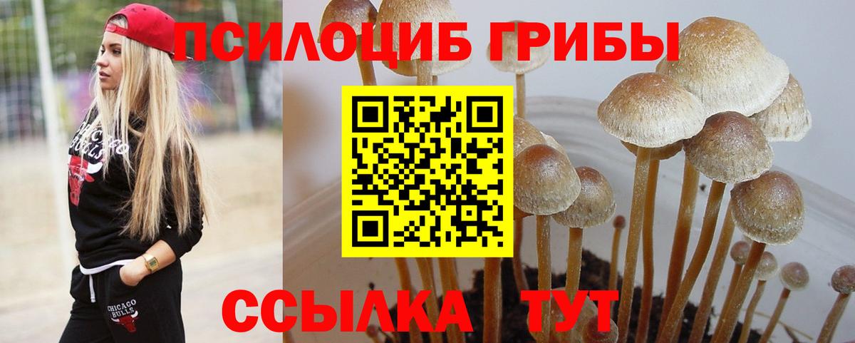 Галлюциногенные грибы Psilocybe Россошь